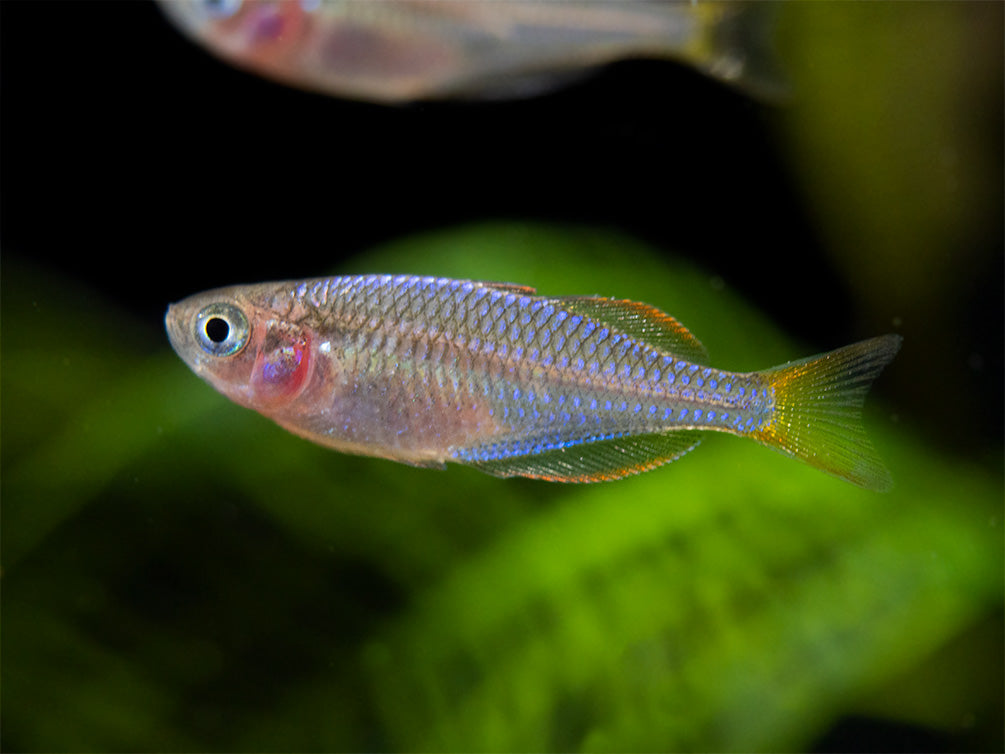 Dwarf Neon Praecox Rainbowfish (Melanotaenia praecox), Tank-Bred