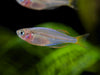 Dwarf Neon Praecox Rainbowfish (Melanotaenia praecox), Tank-Bred