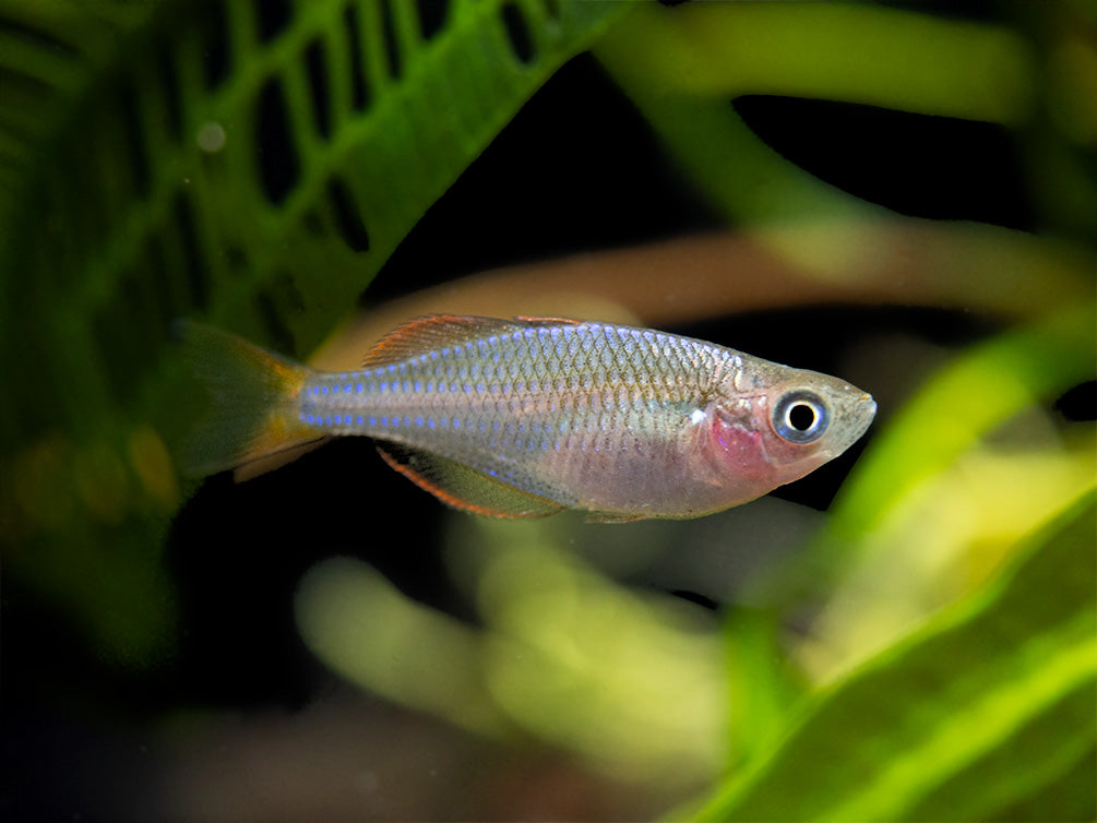 Dwarf Neon Praecox Rainbowfish (Melanotaenia praecox), Tank-Bred