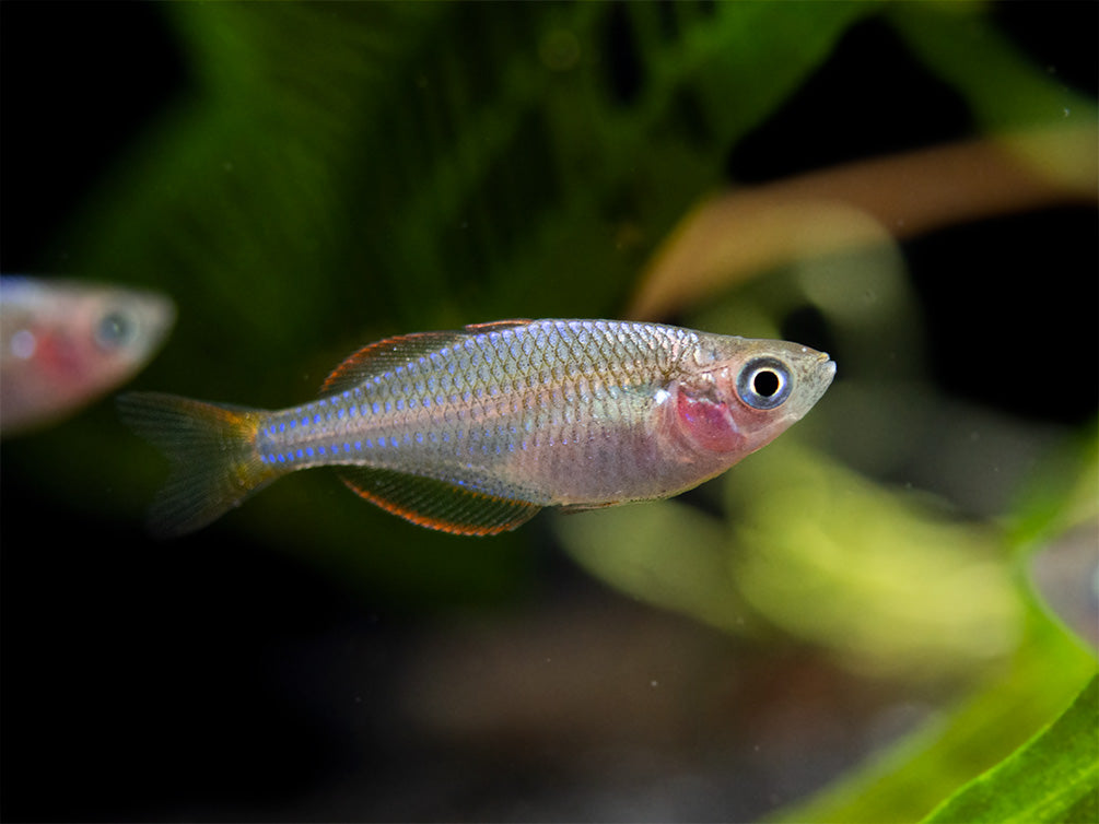 Dwarf Neon Praecox Rainbowfish (Melanotaenia praecox), Tank-Bred