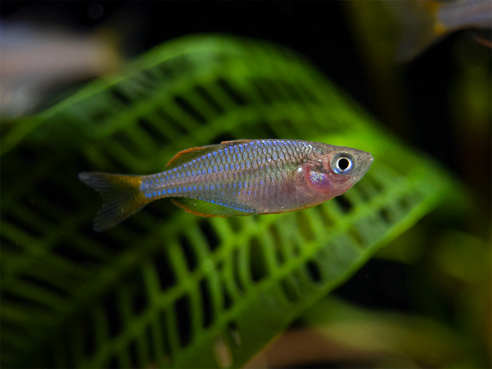 Dwarf Neon Praecox Rainbowfish (Melanotaenia praecox), Tank-Bred