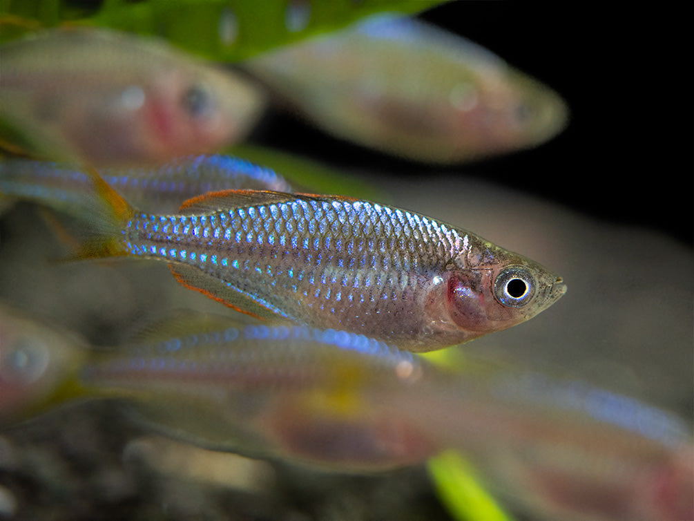 Dwarf Neon Praecox Rainbowfish (Melanotaenia praecox), Tank-Bred