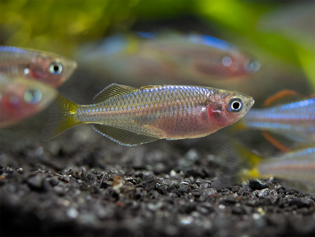 Dwarf Neon Praecox Rainbowfish (Melanotaenia praecox), Tank-Bred