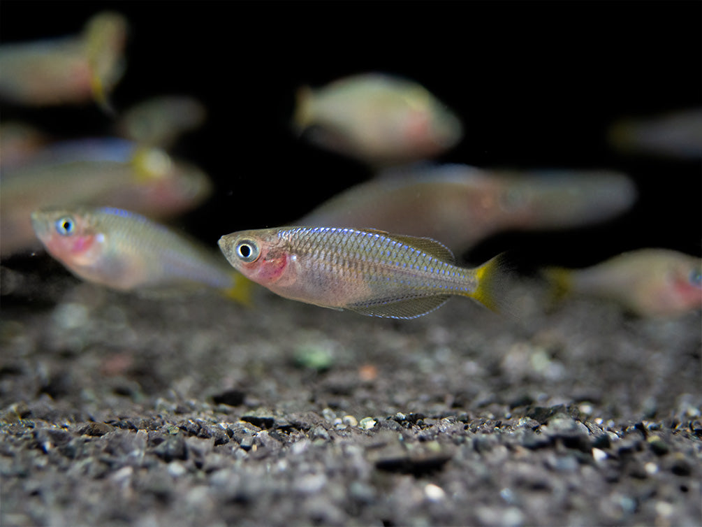 Dwarf Neon Praecox Rainbowfish (Melanotaenia praecox), Tank-Bred