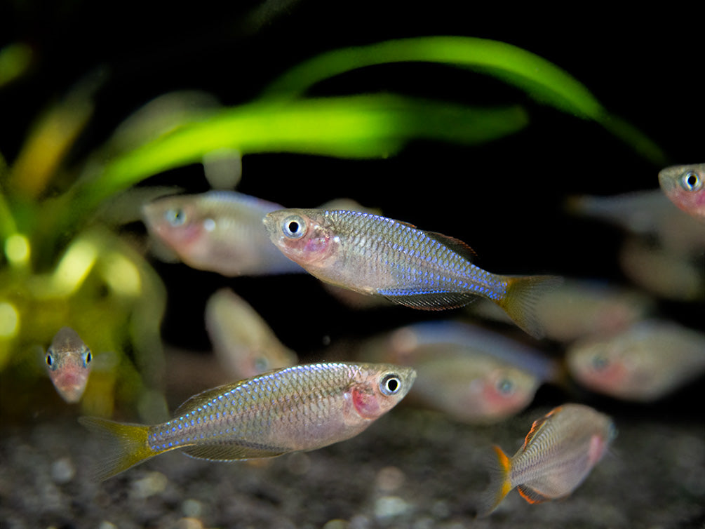 Dwarf Neon Praecox Rainbowfish (Melanotaenia praecox), Tank-Bred