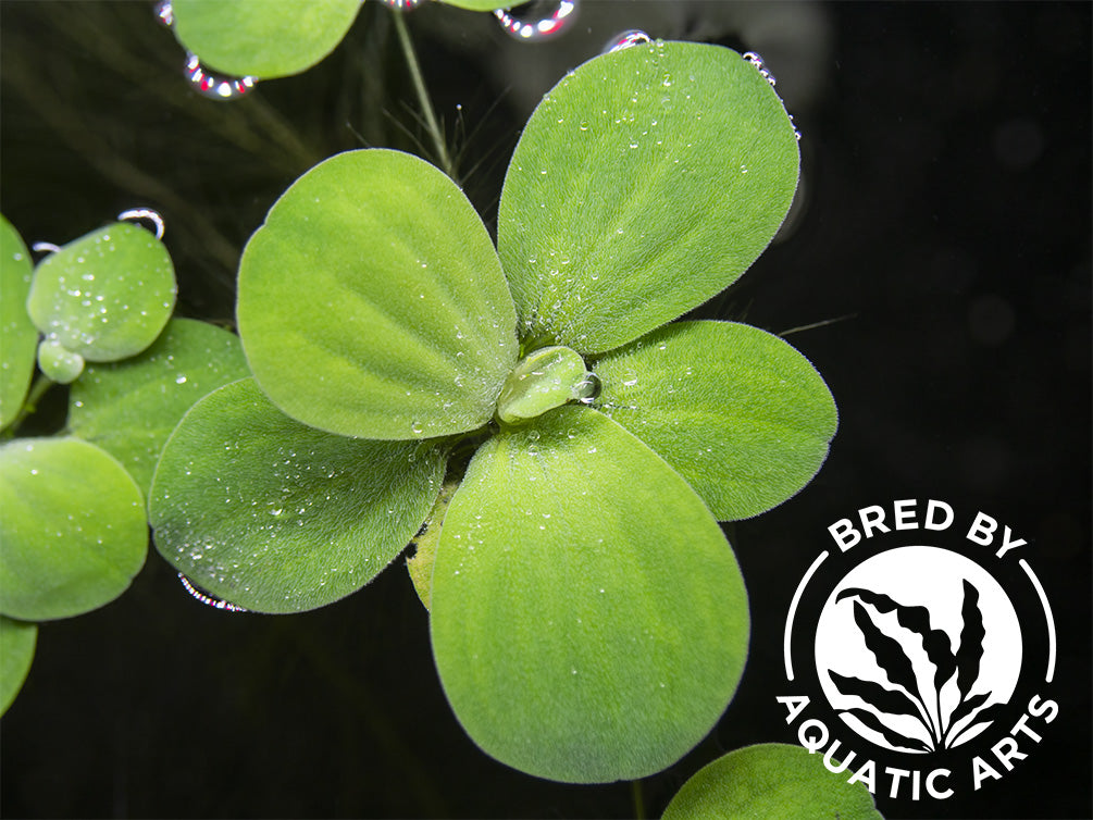 Dwarf Water Lettuce (Pistia statiotes), Aquatic Arts Grown!