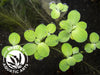 Dwarf Water Lettuce (Pistia statiotes), Aquatic Arts Grown!