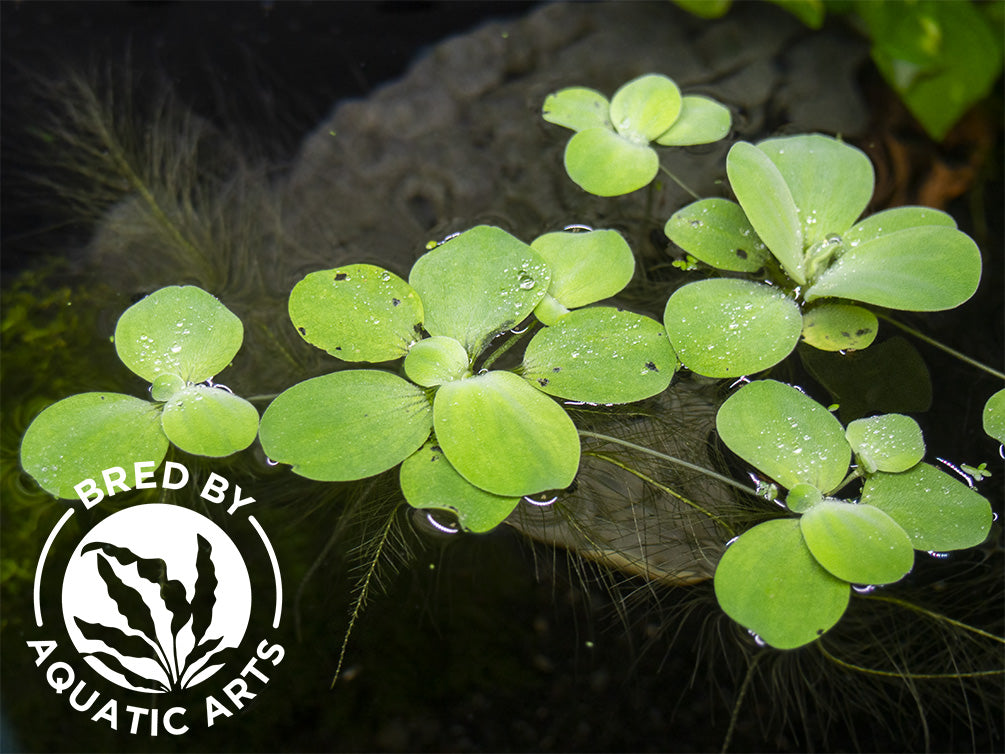 Dwarf Water Lettuce (Pistia statiotes), Aquatic Arts Grown!