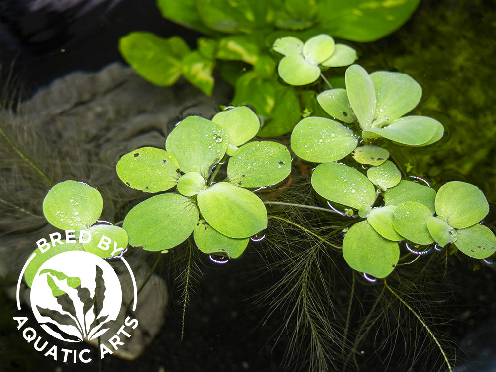 Dwarf Water Lettuce (Pistia statiotes), Aquatic Arts Grown!