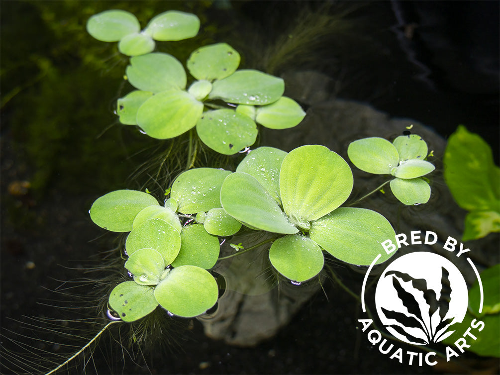 Dwarf Water Lettuce (Pistia statiotes), Aquatic Arts Grown!