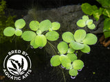 Dwarf Water Lettuce (Pistia statiotes), Aquatic Arts Grown!