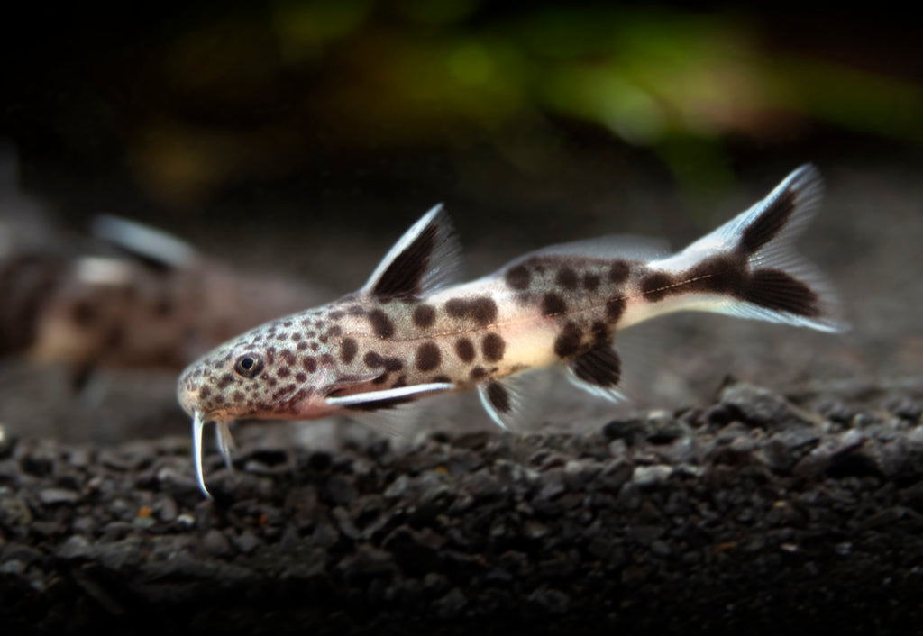 Dwarf Cuckoo AKA Leopard Catfish (Synodontis petricola), Tank-Bred