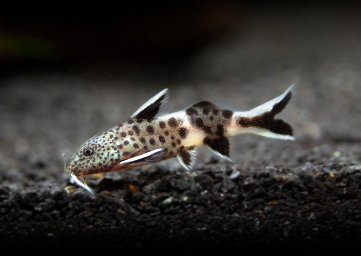 Cookoo Fish Dwarf Cuckoo Catfish (Synodontis petricola), Tank-Bred! - Aquatic Arts