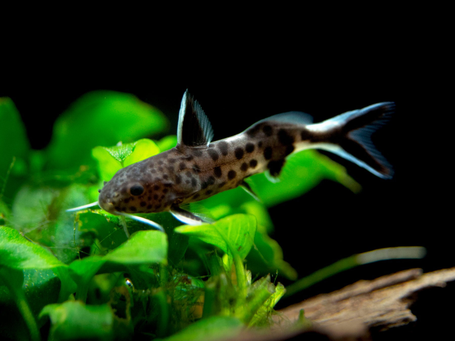 Dwarf Cuckoo Catfish (Synodontis petricola), Tank-Bred! - Aquatic Arts