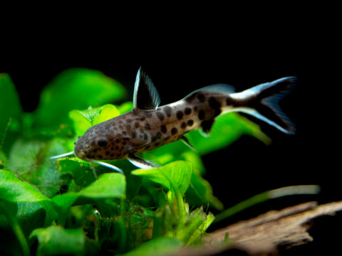 Striped Raphael AKA Talking Catfish (Platydoras armatulus), Captive-Bred!