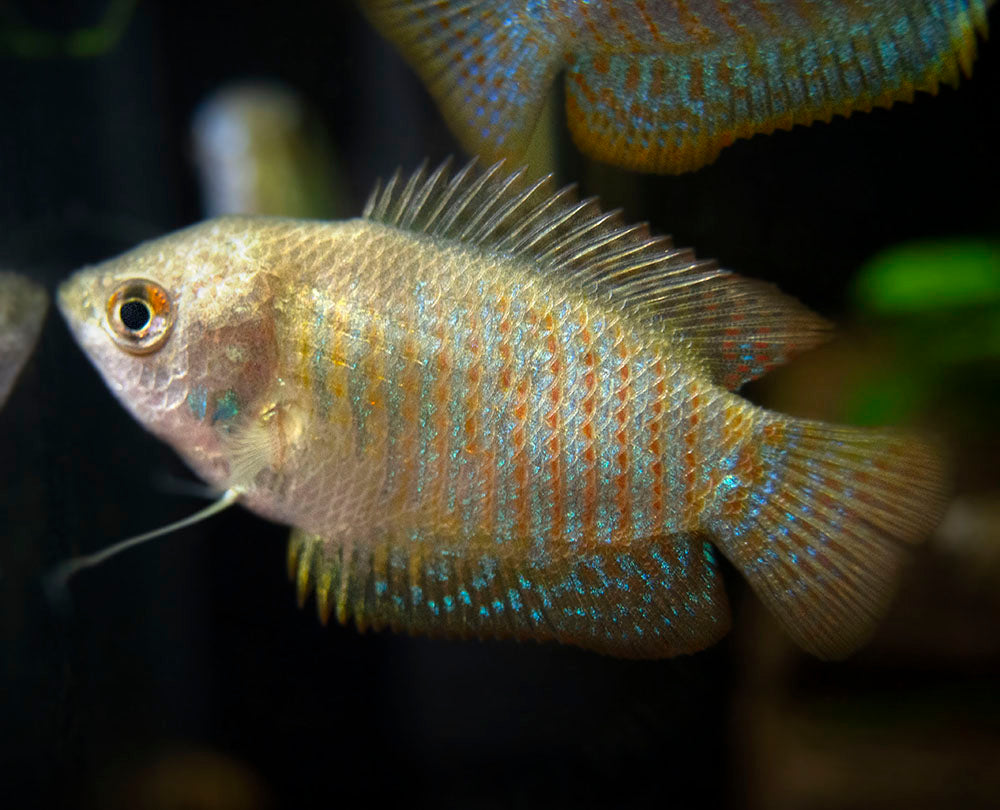 Dwarf Gourami (Trichogaster lalius) - Tank-Bred!