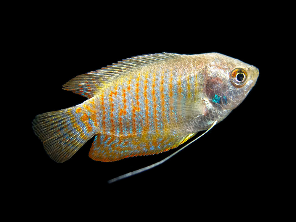 Dwarf Gourami (Trichogaster lalius) - Tank-Bred!