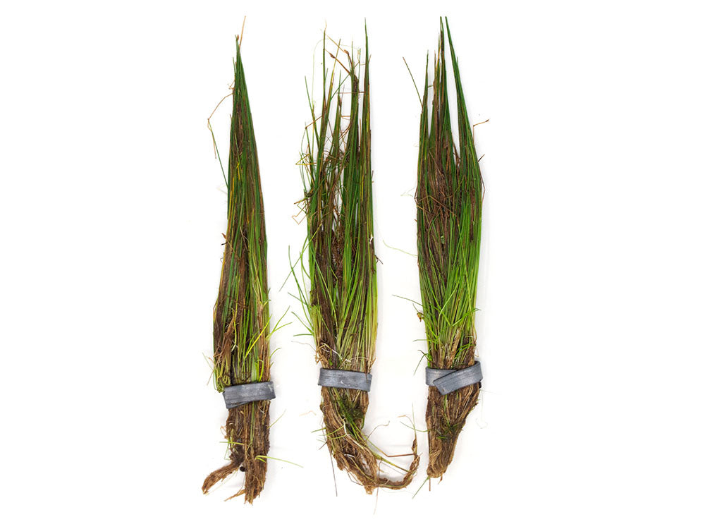 Dwarf Hairgrass (Eleocharis parvula)