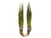 Dwarf Hairgrass (Eleocharis parvula)