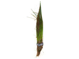 Dwarf Hairgrass (Eleocharis parvula) - Bare Root