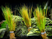 Dwarf Hairgrass (Eleocharis parvula)