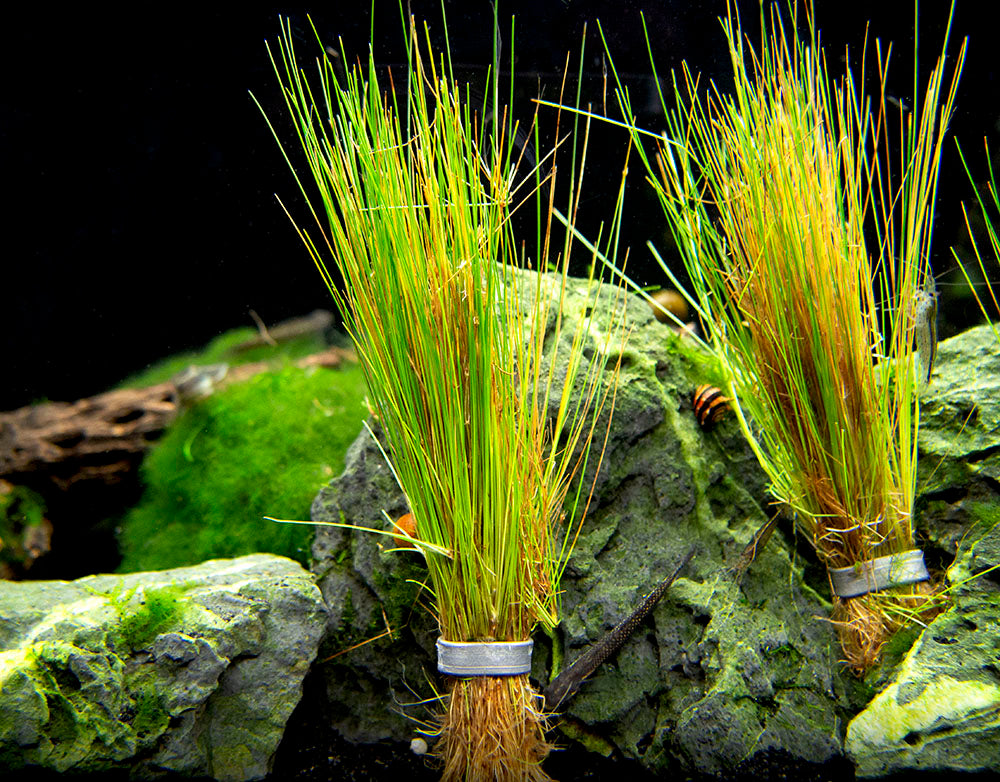 Dwarf Hairgrass (Eleocharis parvula)