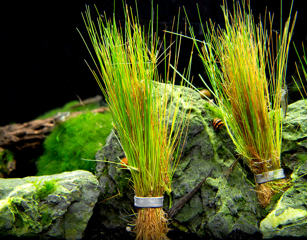 Dwarf Hairgrass (Eleocharis parvula) - Bare Root