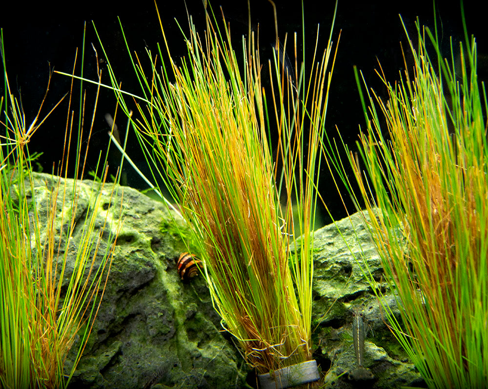 Dwarf Hairgrass (Eleocharis parvula)