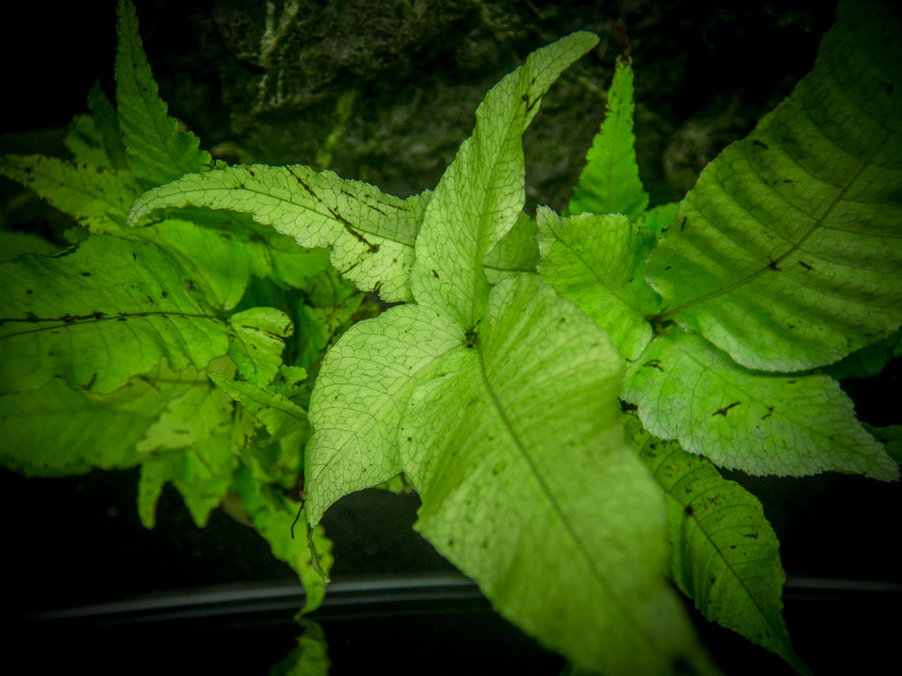 El Niño Fern AKA Asian Water Fern AKA Bolbitis Broadleaf (Bolbitis heteroclita), Bunch