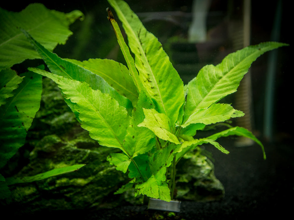 El Niño Fern AKA Asian Water Fern AKA Bolbitis Broadleaf (Bolbitis heteroclita), Bunch