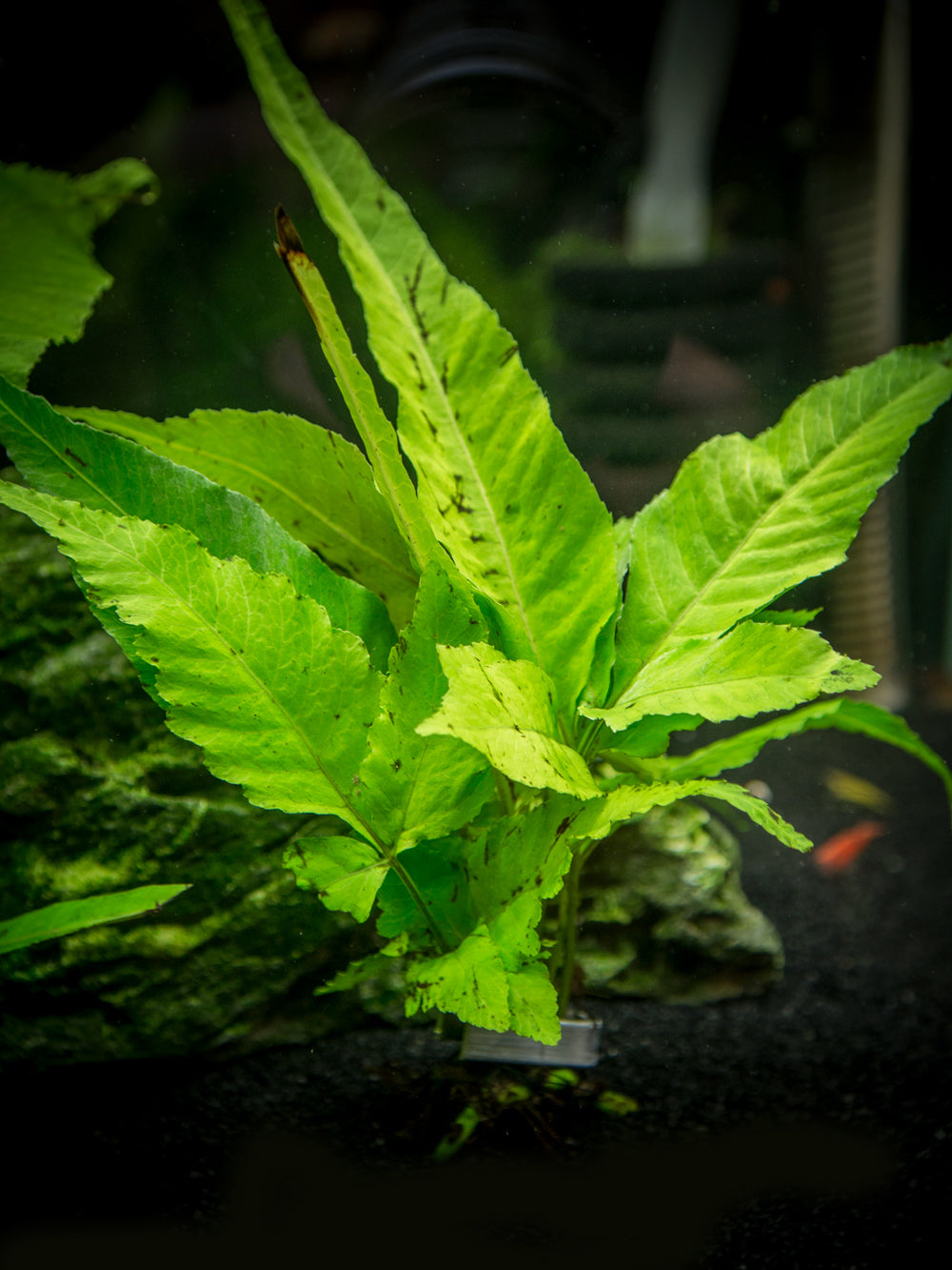 El Niño Fern AKA Asian Water Fern AKA Bolbitis Broadleaf (Bolbitis heteroclita), Bunch