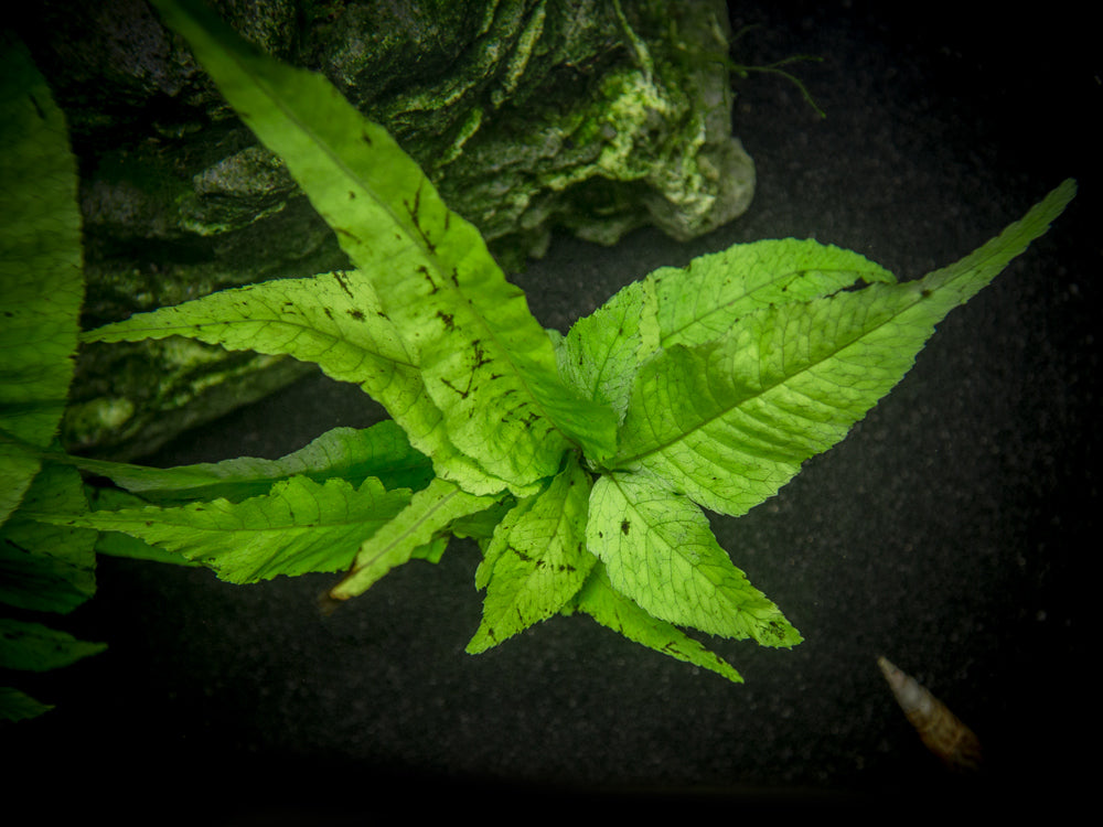 El Niño Fern AKA Asian Water Fern AKA Bolbitis Broadleaf (Bolbitis heteroclita), Bunch