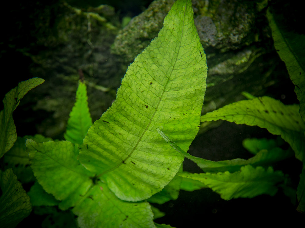 El Niño Fern AKA Asian Water Fern AKA Bolbitis Broadleaf (Bolbitis heteroclita), Bunch