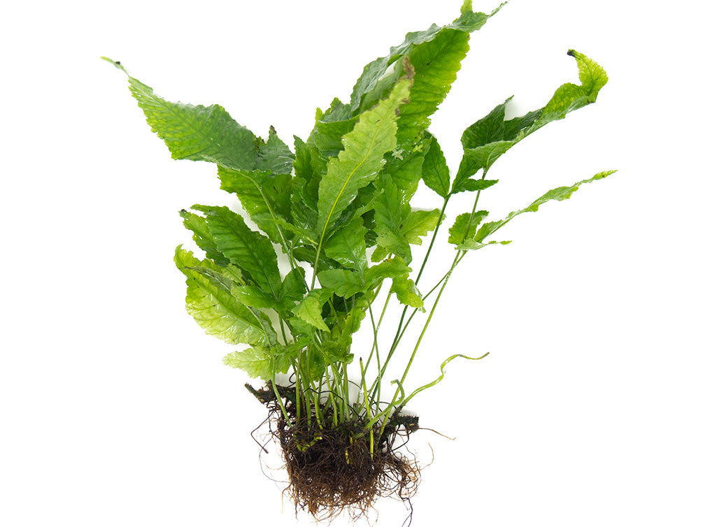 African Water Fern Info - Tips On African Water Fern Care