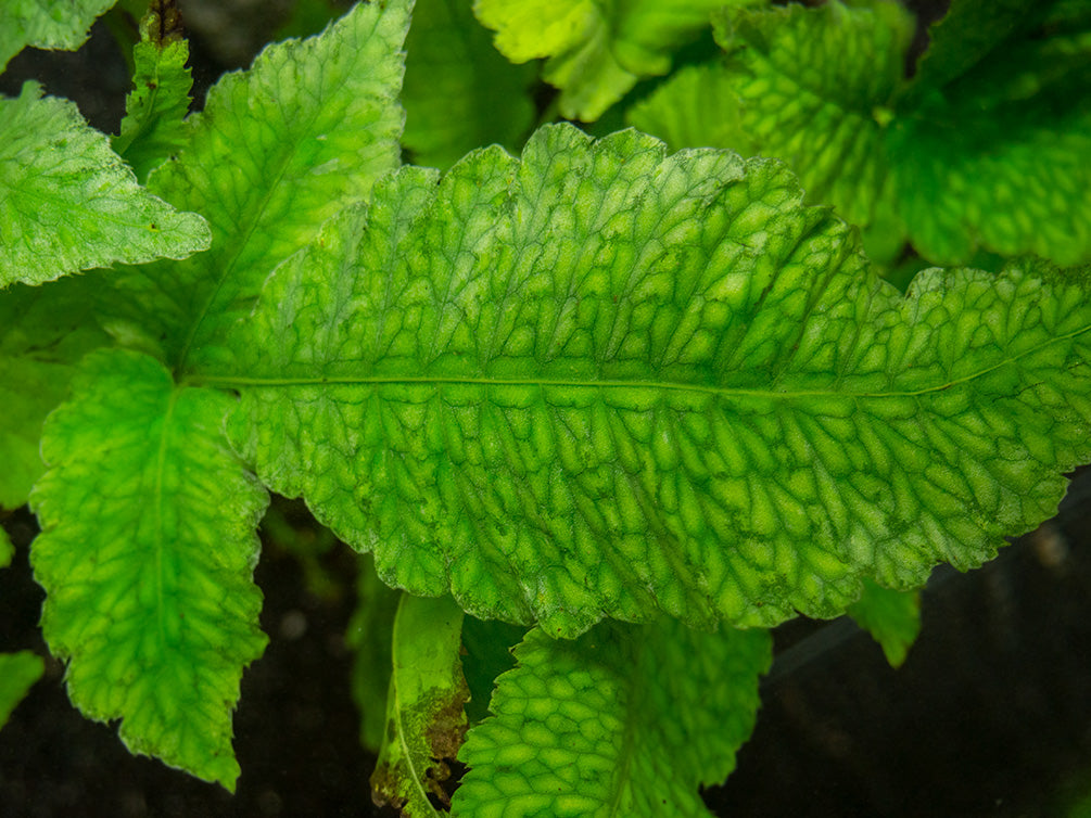 El Niño Fern AKA Asian Water Fern AKA Bolbitis Broadleaf (Bolbitis heteroclita), Bunch