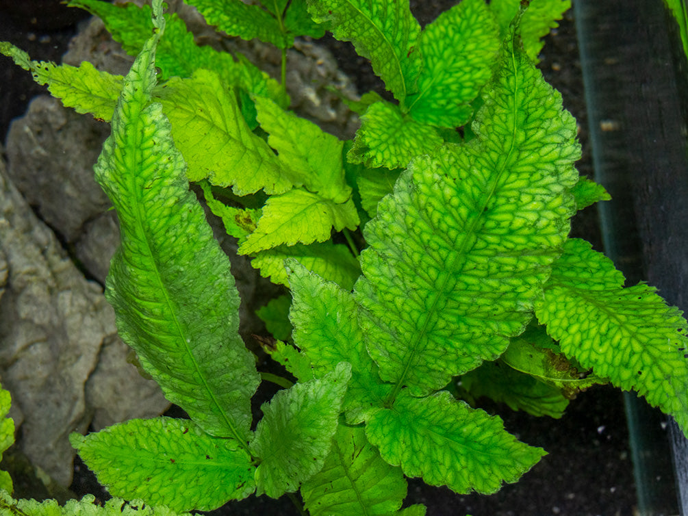 El Niño Fern AKA Asian Water Fern AKA Bolbitis Broadleaf (Bolbitis heteroclita), Bunch