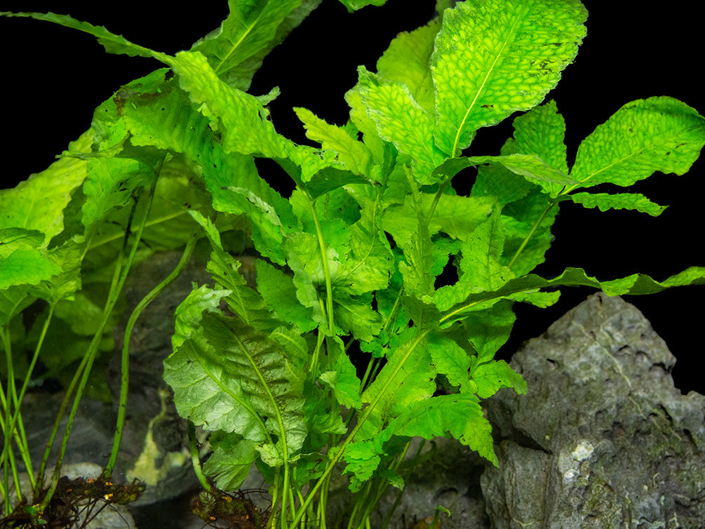 El Niño Fern AKA Asian Water Fern AKA Bolbitis Broadleaf (Bolbitis heteroclita), Bunch