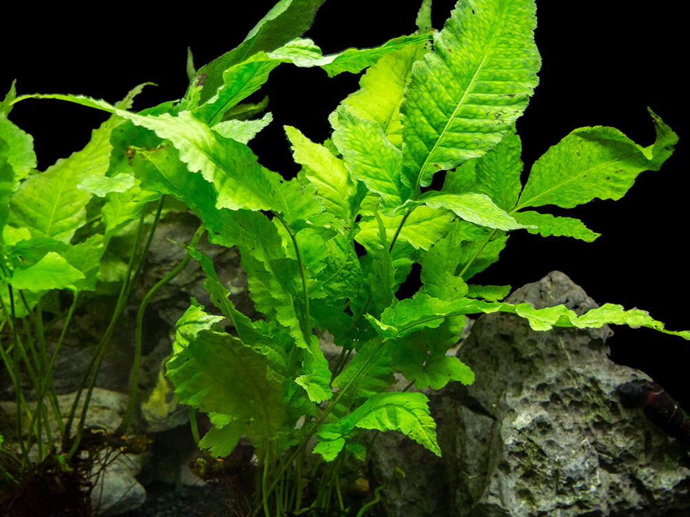 El Niño Fern AKA Asian Water Fern AKA Bolbitis Broadleaf (Bolbitis heteroclita), Bunch