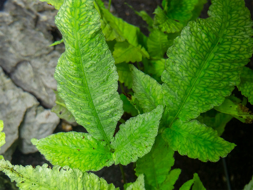 El Niño Fern AKA Asian Water Fern AKA Bolbitis Broadleaf (Bolbitis heteroclita), Bunch