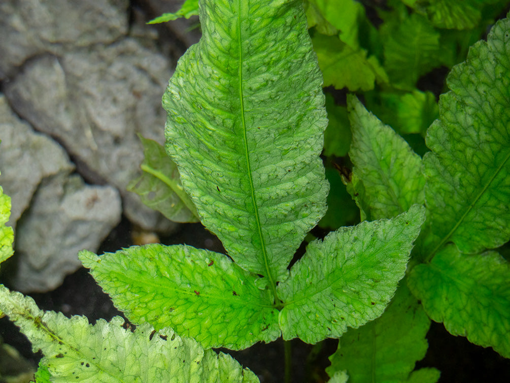 El Niño Fern AKA Asian Water Fern AKA Bolbitis Broadleaf (Bolbitis heteroclita), Bunch