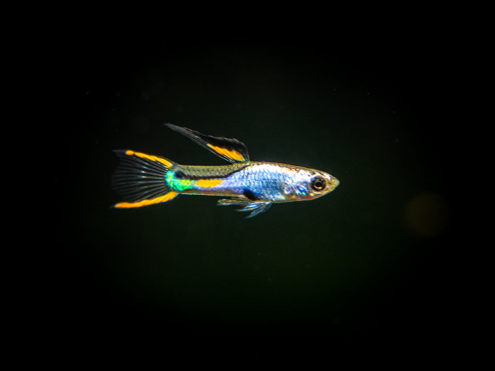 El Silverado Endler’s Livebearer (Poecilia wingei "El Silverado") - Male, Tank-Bred