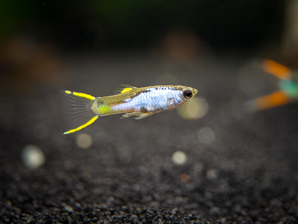 El Silverado Endler’s Livebearer (Poecilia wingei "El Silverado") - Male, Tank-Bred