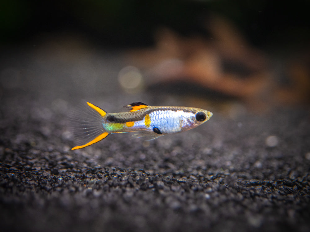 El Silverado Endler’s Livebearer (Poecilia wingei "El Silverado") - Male, Tank-Bred