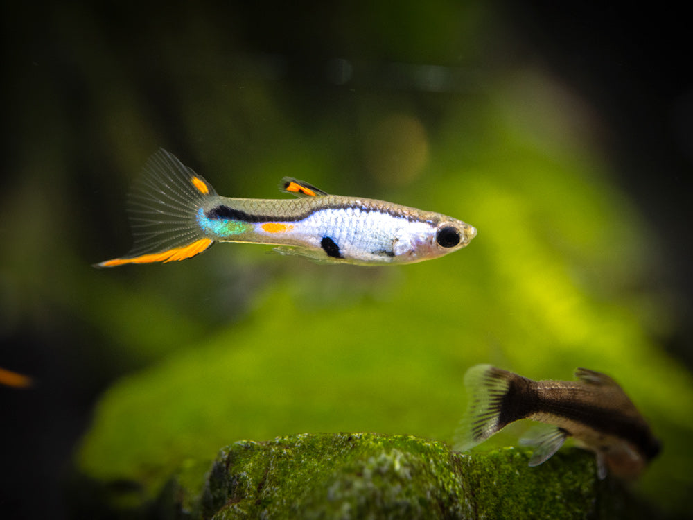 El Silverado Endler’s Livebearer (Poecilia wingei "El Silverado") - Male, Tank-Bred