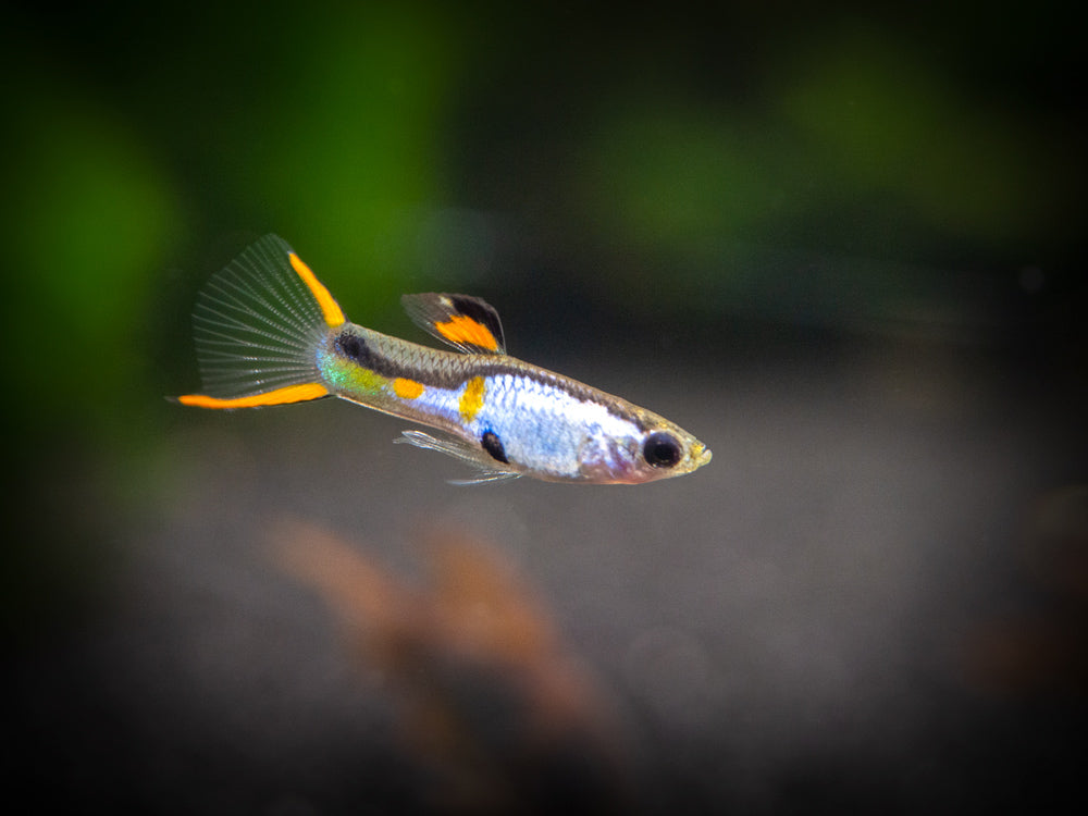 El Silverado Endler’s Livebearer (Poecilia wingei "El Silverado") - Male, Tank-Bred