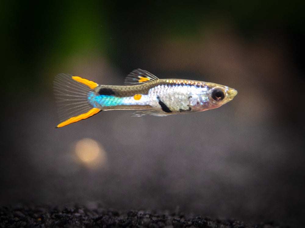 El Silverado Endler’s Livebearer (Poecilia wingei "El Silverado") - Male, Tank-Bred