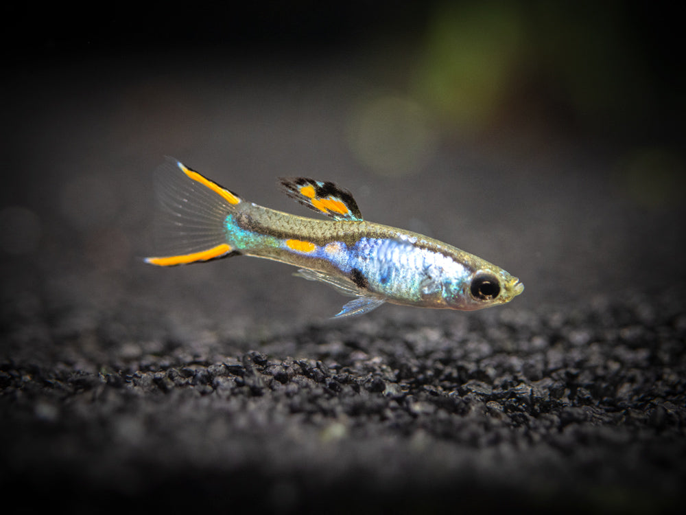 El Silverado Endler’s Livebearer (Poecilia wingei "El Silverado") - Male, Tank-Bred