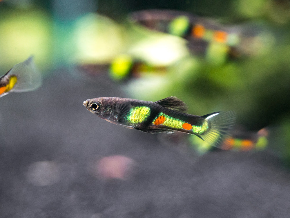 El Tigre Endler’s Livebearer (Poecilia wingei var. "El Tigre") - Male, Tank-Bred