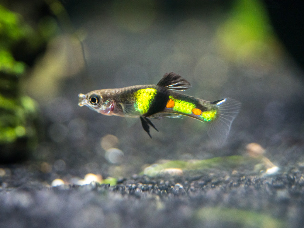 El Tigre Endler’s Livebearer (Poecilia wingei var. "El Tigre") - Male, Tank-Bred