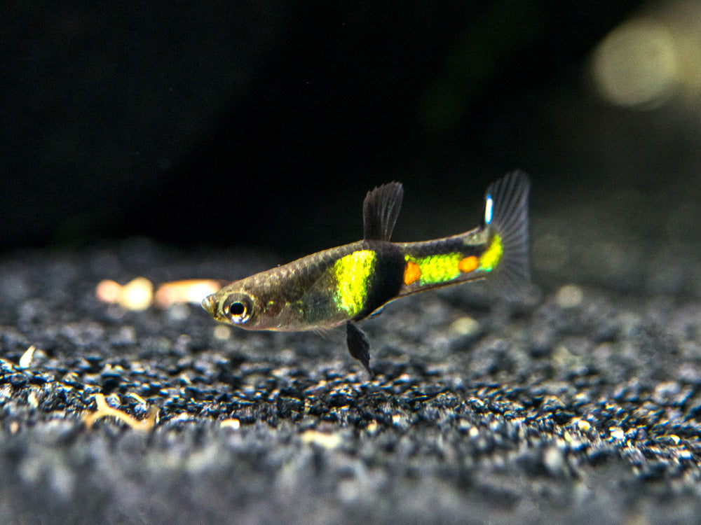 El Tigre Endler’s Livebearer (Poecilia wingei var. "El Tigre") - Male, Tank-Bred